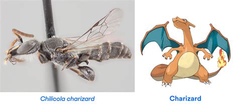 chilicola charizard|Iba pa.